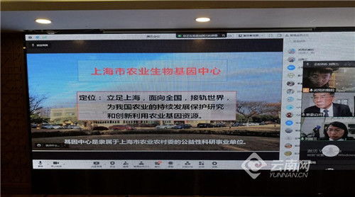 雜交水稻旱種技術推廣應用的深入研討